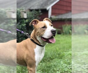 American Pit Bull Terrier Dogs for adoption in WESTHAMPTON, MA, USA