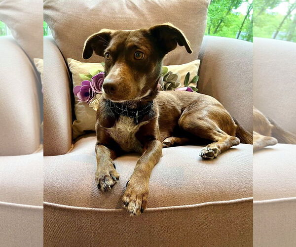 Medium Photo #6 Dachshund-Unknown Mix Puppy For Sale in Arlington, VA, USA