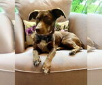 Small #5 Dachshund Mix