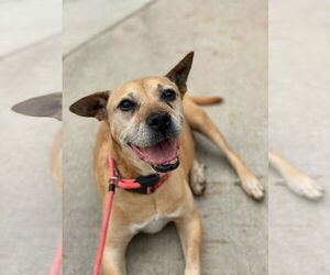 Jackson - Male American Pit Bull Terrier-Unknown Mix Dog for Adoption - Photo #4