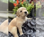 Puppy Twinkie Golden Retriever