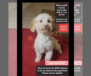 Poodle (Toy) Puppy for sale in TUCSON, AZ, USA