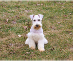 Small #6 Schnauzer (Miniature)