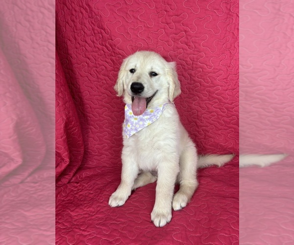 Medium Photo #1 English Cream Golden Retriever Puppy For Sale in GREENFIELD, IN, USA