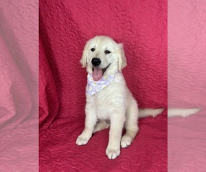 English Cream Golden Retriever Puppy for sale in GREENFIELD, IN, USA