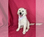 Small English Cream Golden Retriever