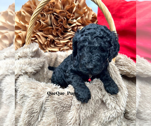 Poodle (Standard) Puppy for sale in LITHONIA, GA, USA