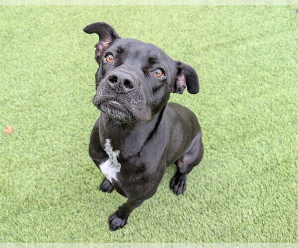 Medium Photo #1 Boxer-Unknown Mix Puppy For Sale in Raleigh, NC, USA