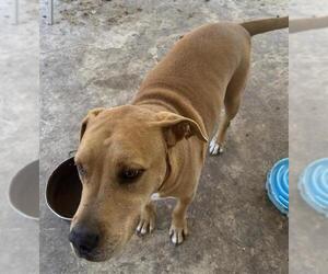 Labrador Retriever-Unknown Mix Dogs for adoption in San Antonio, TX, USA