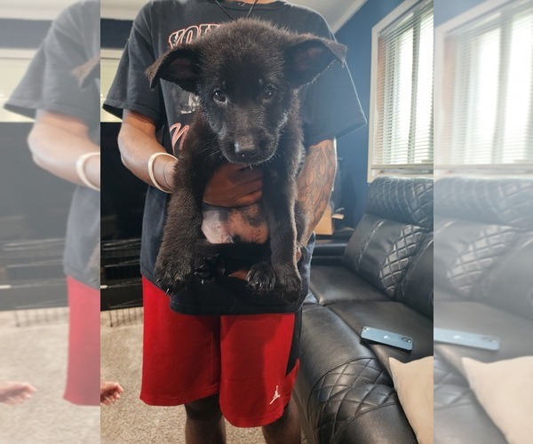Medium Photo #1 German Shepherd Dog Puppy For Sale in DETROIT, MI, USA