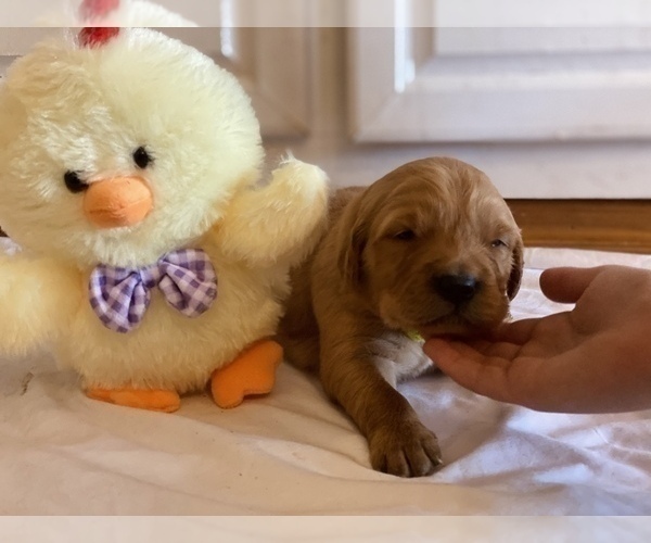 Medium Photo #3 Golden Retriever Puppy For Sale in TULSA, OK, USA
