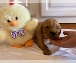 Small Photo #3 Golden Retriever Puppy For Sale in TULSA, OK, USA