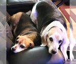 Small Photo #2 Beagle-Unknown Mix Puppy For Sale in Fairfax, VA, USA