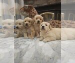 Small #4 Golden Retriever