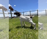 Small German Shorthaired Pointer