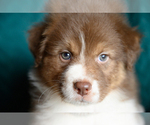 Small #2 Australian Shepherd