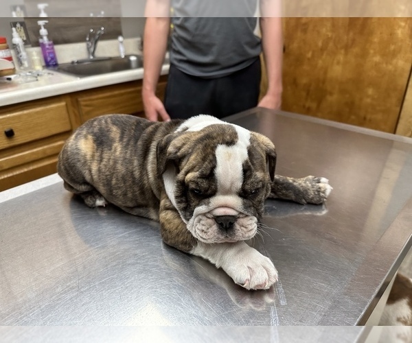 Medium Photo #8 English Bulldog Puppy For Sale in Shelbyville, IL, USA