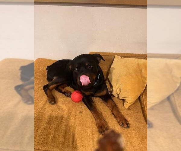 Medium Photo #4 Rottweiler Puppy For Sale in Orange Grove, TX, USA