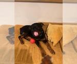 Small #3 Rottweiler