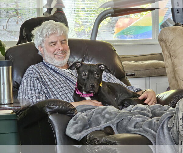 Medium Photo #4 American Pit Bull Terrier-Unknown Mix Puppy For Sale in Sandy, UT, USA