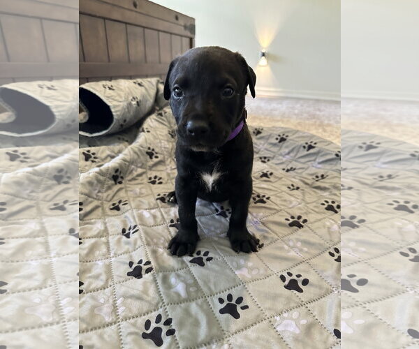 Medium Photo #1 Staffordshire Bull Terrier-Unknown Mix Puppy For Sale in The Woodlands, TX, USA