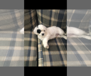 Beagle-Cockapoo Mix Puppy for sale in BELOIT, WI, USA