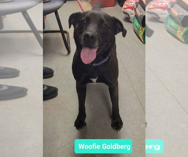 Medium Photo #4 American Staffordshire Terrier-Labrador Retriever Mix Puppy For Sale in Richmond, IN, USA