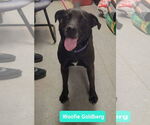 Small #3 American Staffordshire Terrier-Labrador Retriever Mix