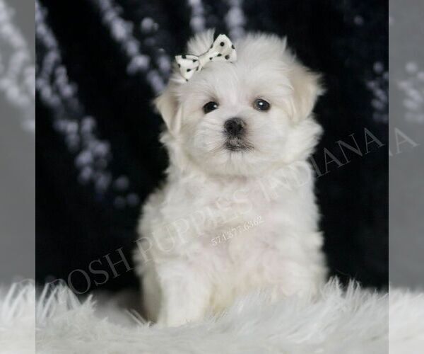 Medium Photo #6 Maltese Puppy For Sale in WARSAW, IN, USA