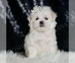 Small #5 Maltese