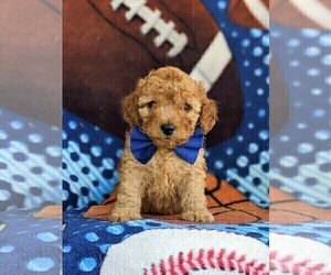 Cock-A-Poo-Poodle (Miniature) Mix Puppy for sale in OXFORD, PA, USA