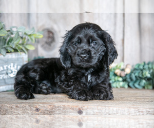 Medium Cocker Spaniel