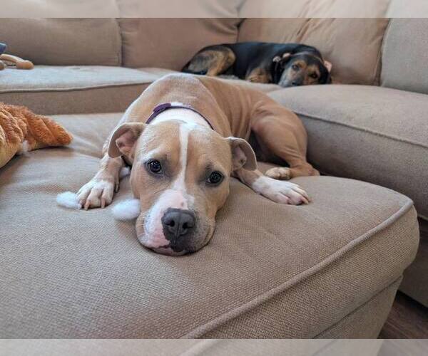 Medium Photo #2 American Staffordshire Terrier-Unknown Mix Puppy For Sale in New Oxford , PA, USA