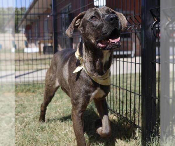 Medium Photo #1 American Staffordshire Terrier-Unknown Mix Puppy For Sale in San Antonio, TX, USA
