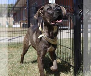 American Staffordshire Terrier-Unknown Mix Dogs for adoption in San Antonio, TX, USA
