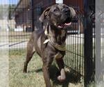 Small American Staffordshire Terrier Mix