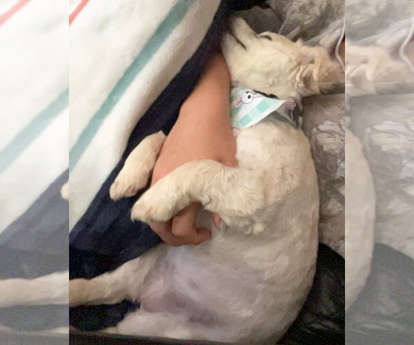 Medium Photo #4 Poodle (Miniature)-Unknown Mix Puppy For Sale in Corona, CA, USA