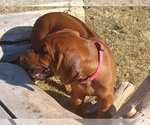Small Photo #8 Rhodesian Ridgeback Puppy For Sale in CHILOQUIN, OR, USA