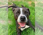 Small #5 American Pit Bull Terrier Mix