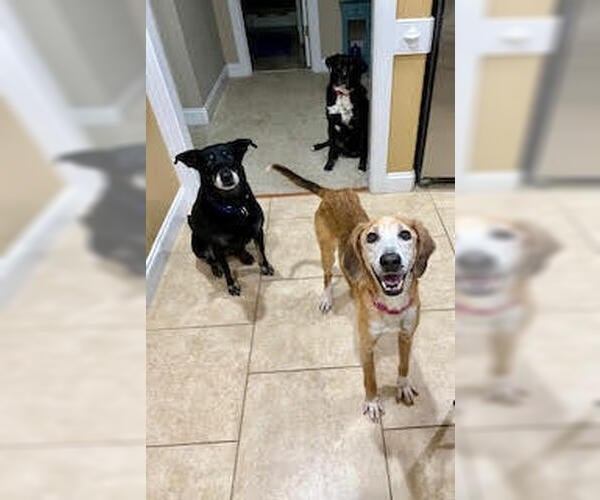 Medium Photo #10 Mutt Puppy For Sale in Brewster, NY, USA