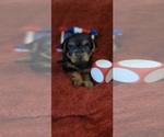 Small #10 Yorkshire Terrier