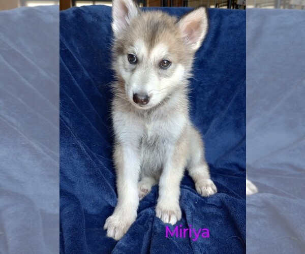 Medium Photo #3 Wolf Hybrid Puppy For Sale in BYBEE, TN, USA