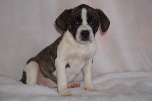 Beagle-English Bulldog Mix Puppy for sale in FREDERICKSBG, OH, USA