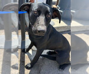 American Pit Bull Terrier-Labrador Retriever Mix Dogs for adoption in Chula Vista, CA, USA