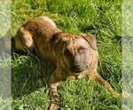 Savannah - Female Plott Hound-Unknown Mix Dog for Adoption - Small photo