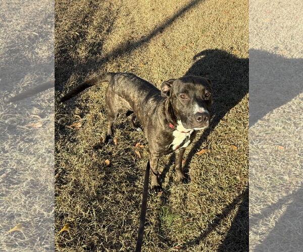 Medium Photo #9 Mutt Puppy For Sale in Rockaway, NJ, USA