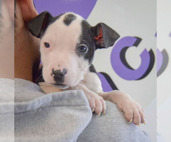 Medium Photo #5 American Staffordshire Terrier-Boxer Mix Puppy For Sale in Huntley, IL, USA