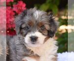 Small #5 Aussiedoodle Miniature 