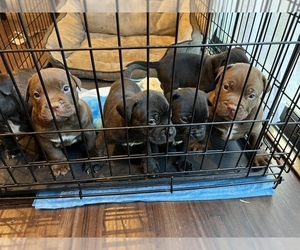 American Pit Bull Terrier Puppy for sale in MONTGOMRY VLG, MD, USA