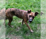 Small #7 Bulldog Mix